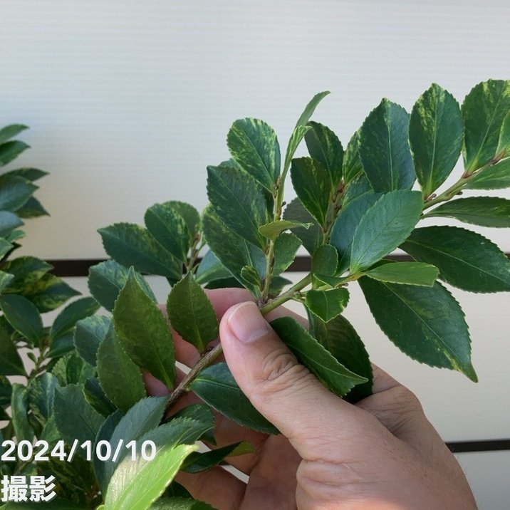 斑入りヒサカキ イエローモトル 7号スリット鉢｜花木10-TN | 花木