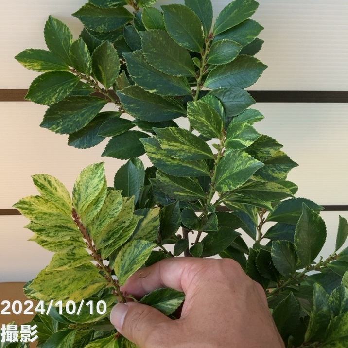 斑入りヒサカキ イエローモトル 7号スリット鉢｜花木10-TN | 花木