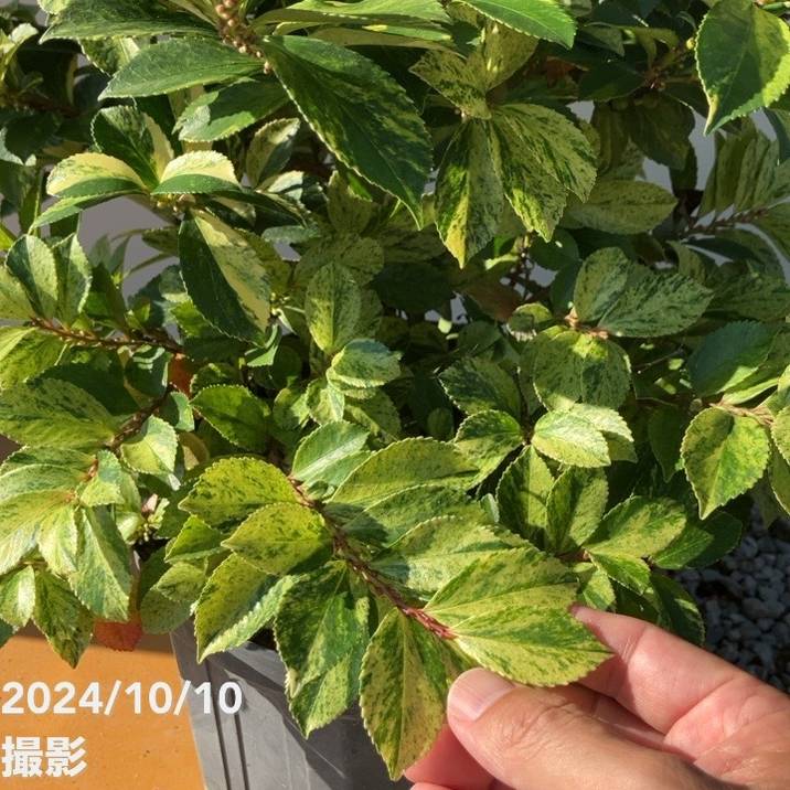 斑入りヒサカキ イエローモトル 7号スリット鉢｜花木10-TN | 花木