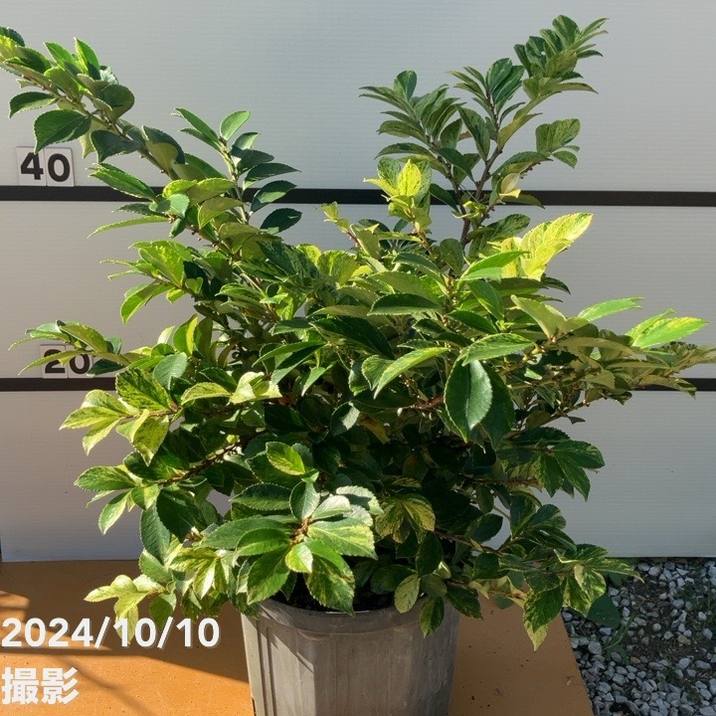 斑入りヒサカキ イエローモトル 7号スリット鉢｜花木10-TN | 花木