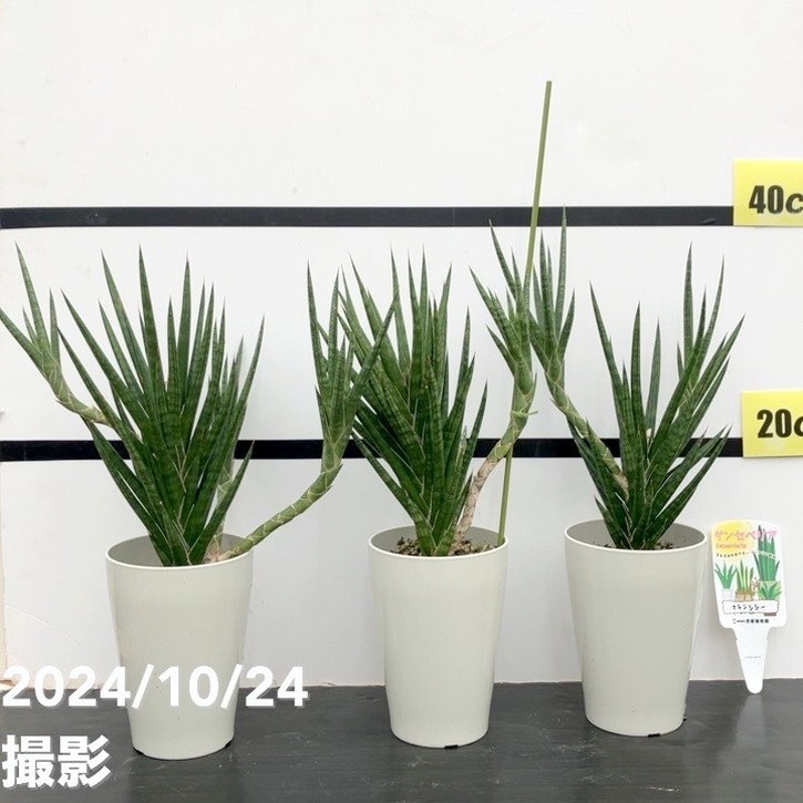 サンスベリア 中型 白い鉢 観葉植物の販売・ギフトならフラワーコーポレーション / 観葉植物