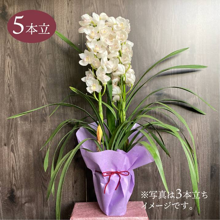 シンビジューム 白系 6号 5本立｜洋蘭04-PA | ギフト,胡蝶蘭・洋ラン