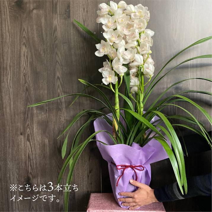 シンビジューム 白系 6号 5本立｜洋蘭04-PA | ギフト,胡蝶蘭・洋ラン