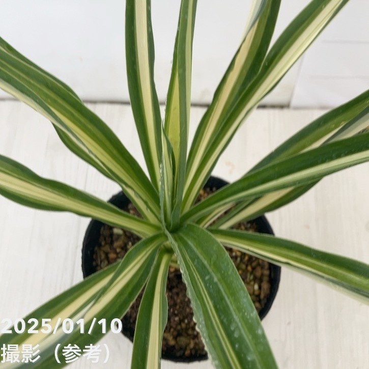 ユッカ 4号 サムライソウル|花木01-D1