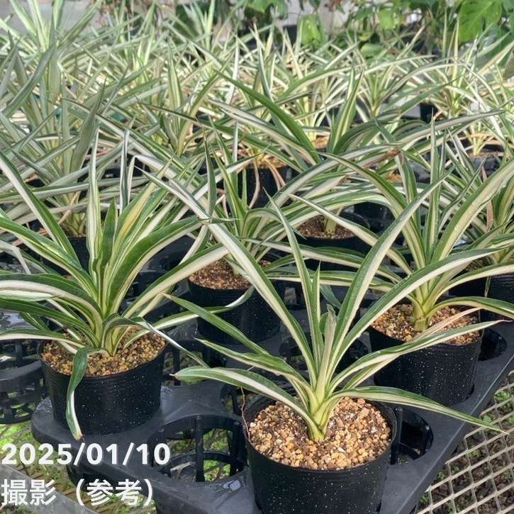 ユッカ 4号 サムライソウル|花木01-D1