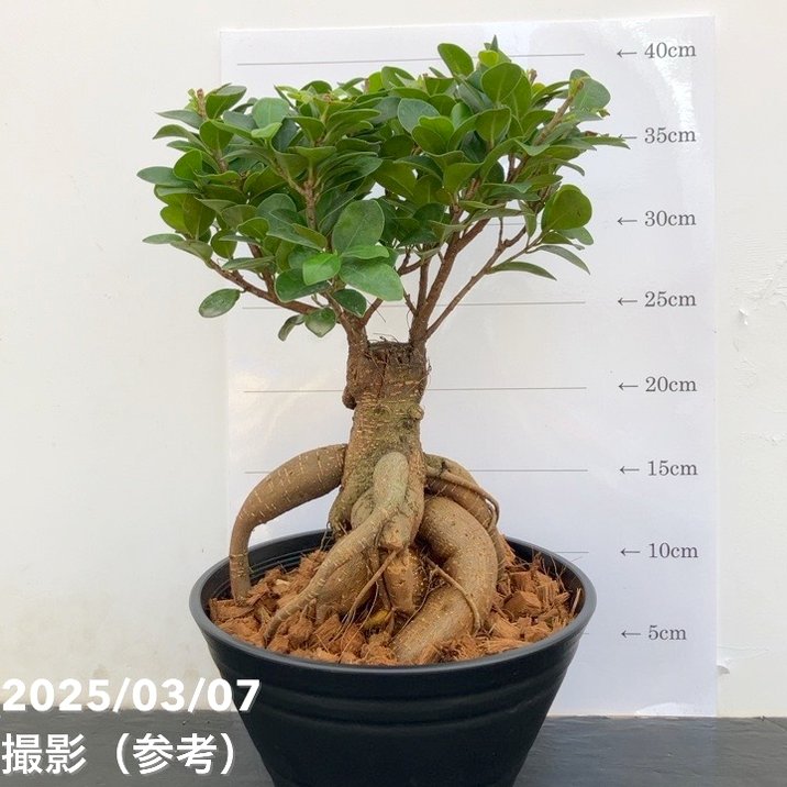 がじゅまる imgrc0105901771.jpg