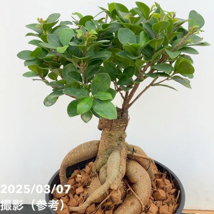 ガジュマル 7号｜観葉04-PA | 観葉・多肉 | 赤塚植物園オンライン 花の