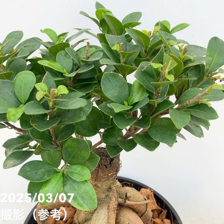 ガジュマル 7号｜観葉04-PA | 観葉・多肉 | 赤塚植物園オンライン 花の