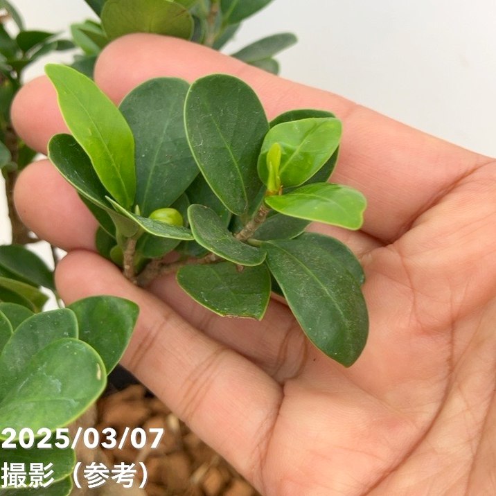 ガジュマル 7号｜観葉04-PA | 観葉・多肉 | 赤塚植物園オンライン 花の