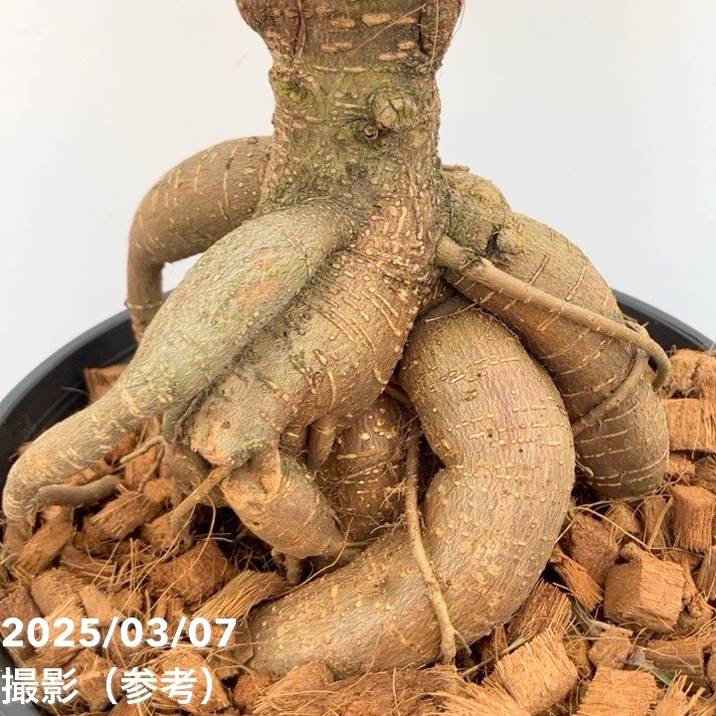 ガジュマル 7号｜観葉04-PA | 観葉・多肉 | 赤塚植物園オンライン 花の