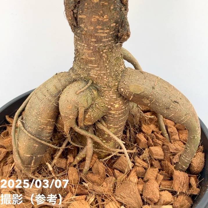 ガジュマル様 imgrc0098957647.jpg