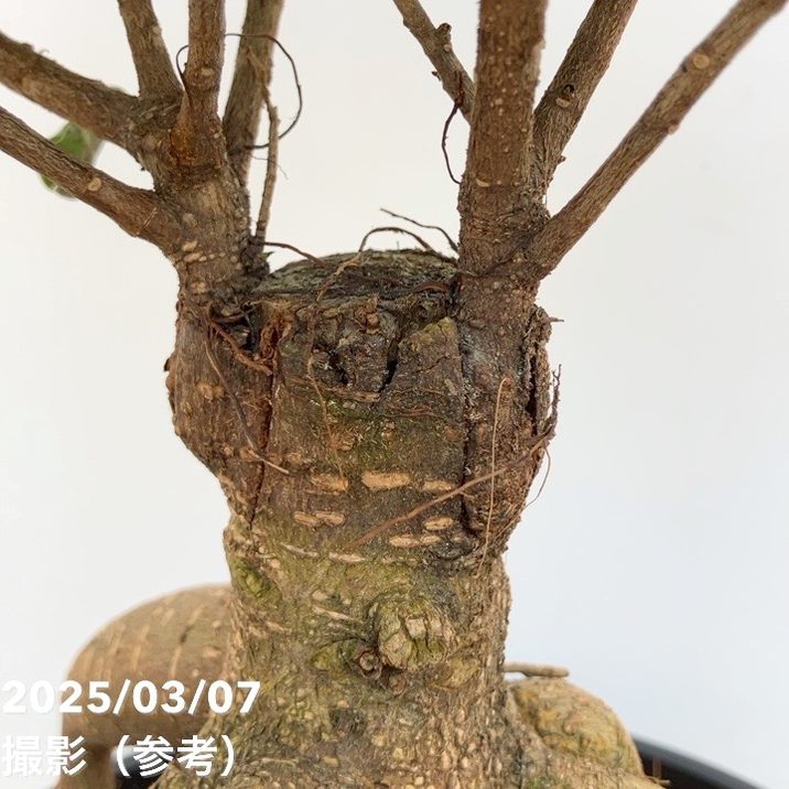 ガジュマル 7号｜観葉04-PA | 観葉・多肉 | 赤塚植物園オンライン 花の