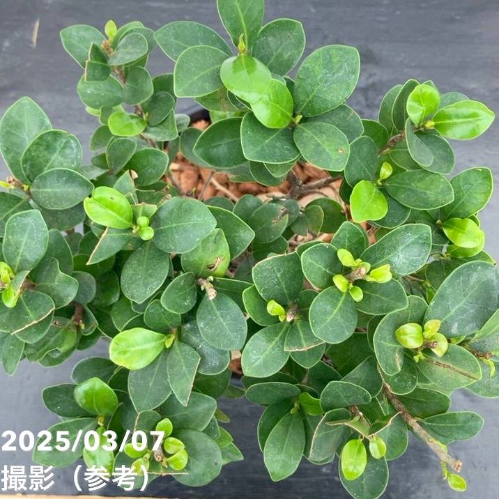 ガジュマル様 imgrc0098957647.jpg