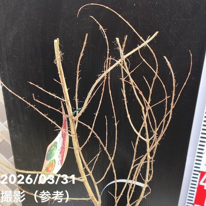 種なしザクロ 4号ロングポット｜果樹04-PA | 果樹,[珍しい果樹] | 赤塚