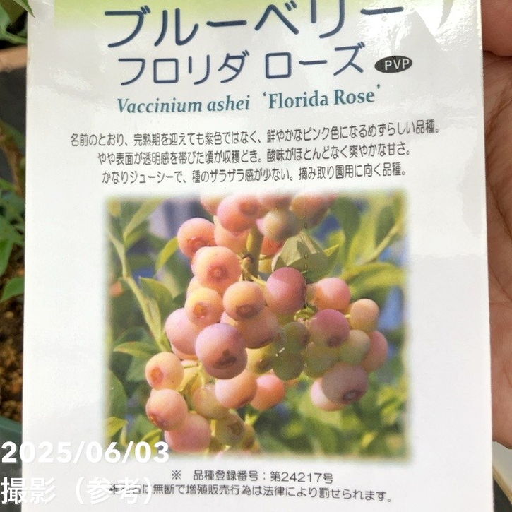 決算！ポイント5倍！7/31まで】ブルーベリー ラビットアイ系