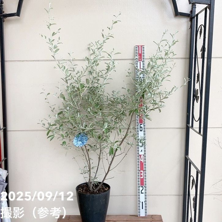 ロシアンオリーブ 7号｜s200｜花木04-PA | 果樹 | 赤塚植物園