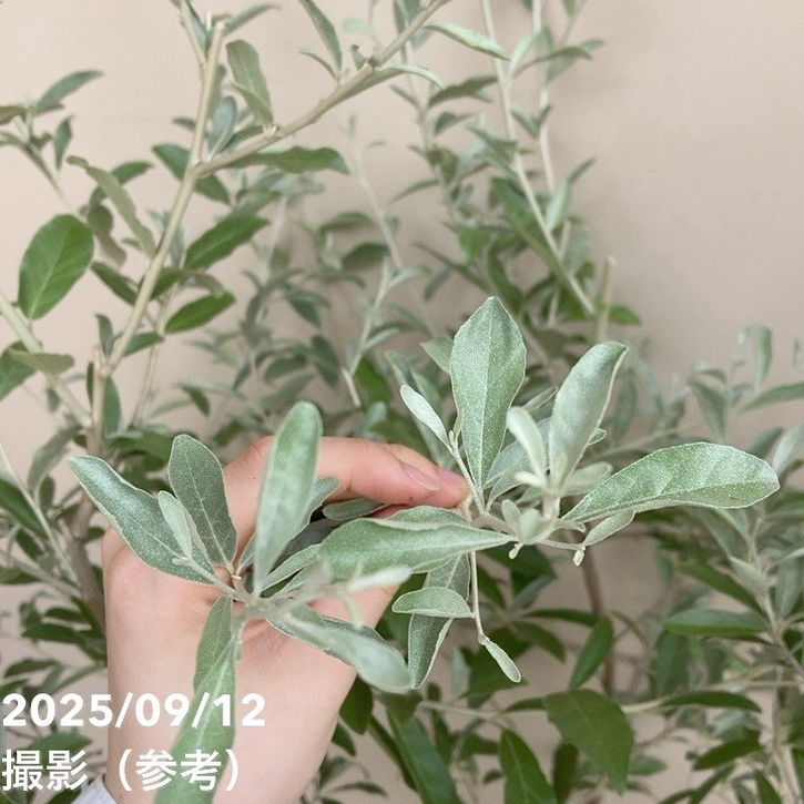 ロシアンオリーブ 7号｜s200｜花木04-PA | 果樹 | 赤塚植物園