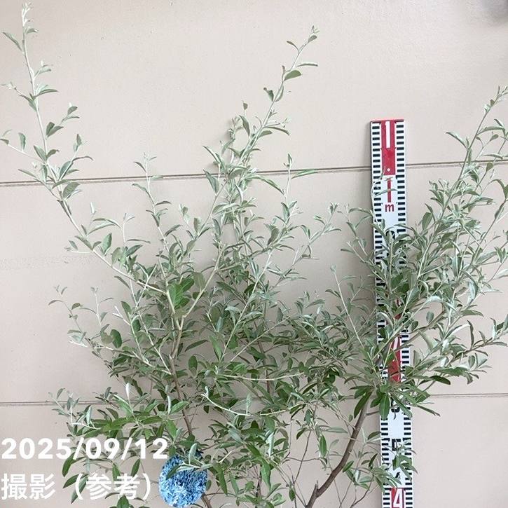 ロシアンオリーブ 7号｜s200｜花木04-PA | 果樹 | 赤塚植物園
