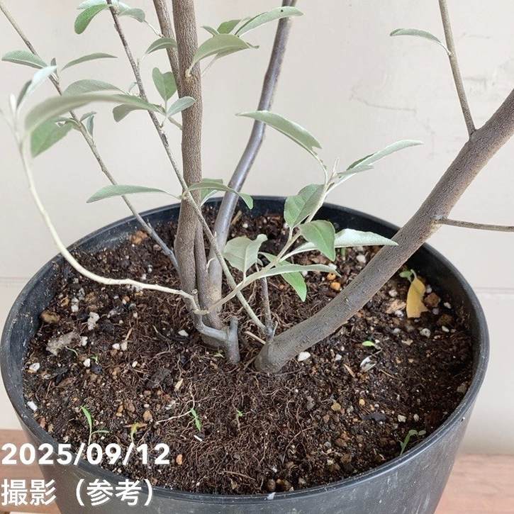 ロシアンオリーブ 7号｜s200｜花木04-PA | 果樹 | 赤塚植物園