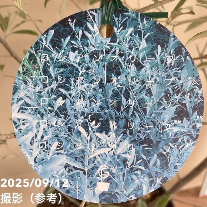 ロシアンオリーブ 7号｜s200｜花木04-PA | 果樹 | 赤塚植物園