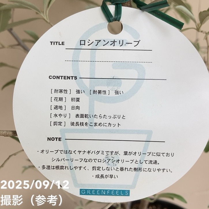 ロシアンオリーブ 7号｜s200｜花木04-PA | 果樹 | 赤塚植物園