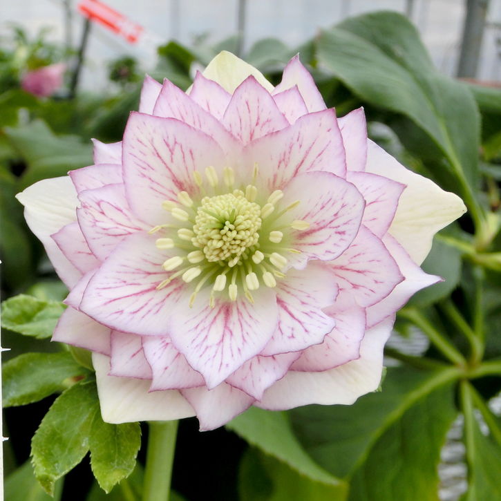 nile様ご購入苗㉕-215クリスマスローズ nile様ご購入苗㉕-215クリスマスローズ 【公式通販】