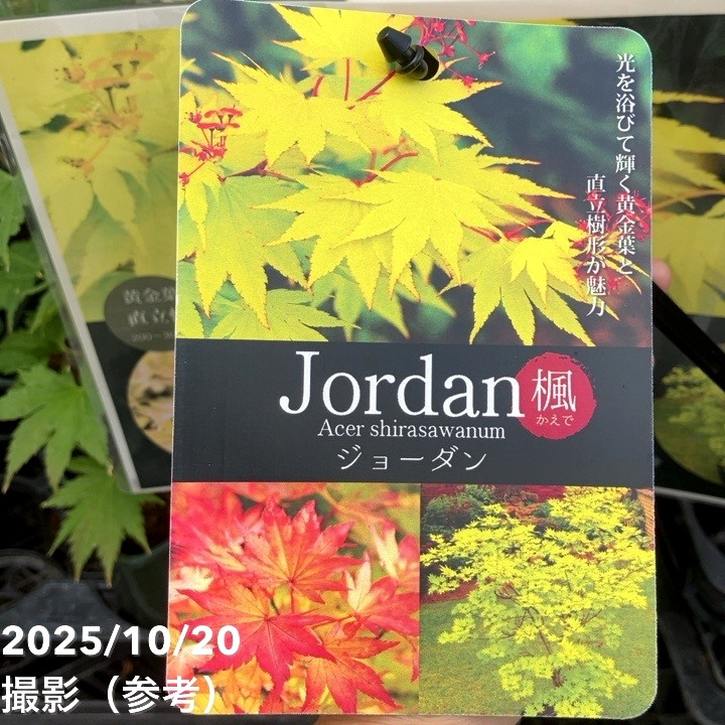 カエデ ジョーダン 3.5号｜花木04-PA | □キーワードから探す,紅葉