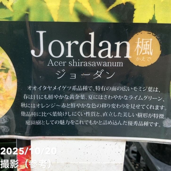 モミジ ジョーダン 3.5号｜花木04-PA | □キーワードから探す,紅葉