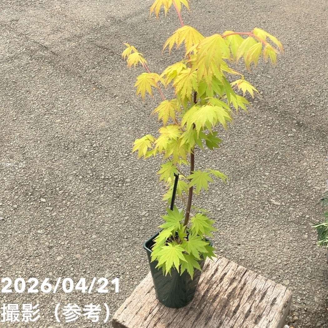 waku 紅葉 キシル XYL カエデ 楓 メープル 国産 限定品 waku 紅葉 キシル XYL カエデ 楓 メープル 国産 限定品 waku 紅葉