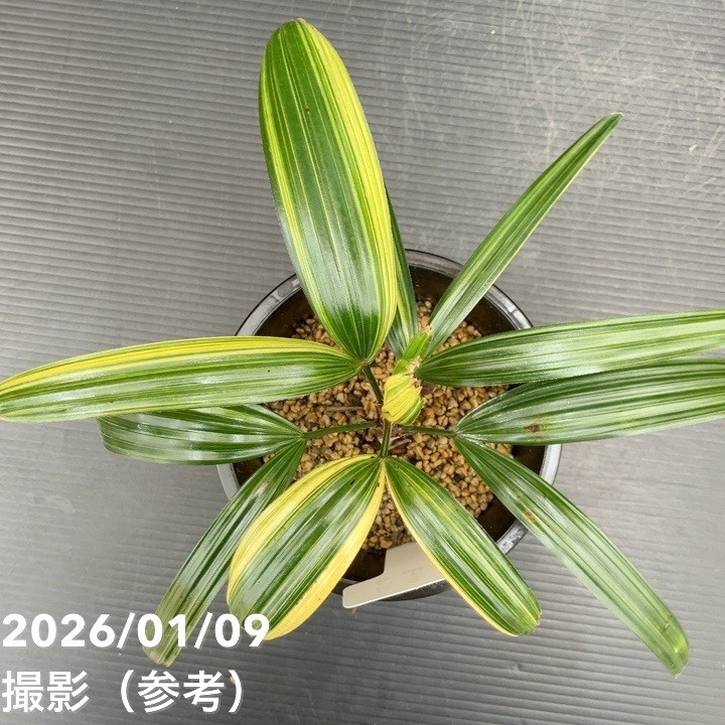 観音竹 泰山錦 4号｜観葉10-TU | 観葉・多肉 | 赤塚植物園オンライン