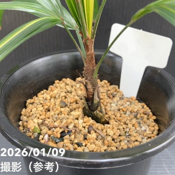 観音竹 泰山錦 4号｜観葉10-TU | 観葉・多肉 | 赤塚植物園オンライン