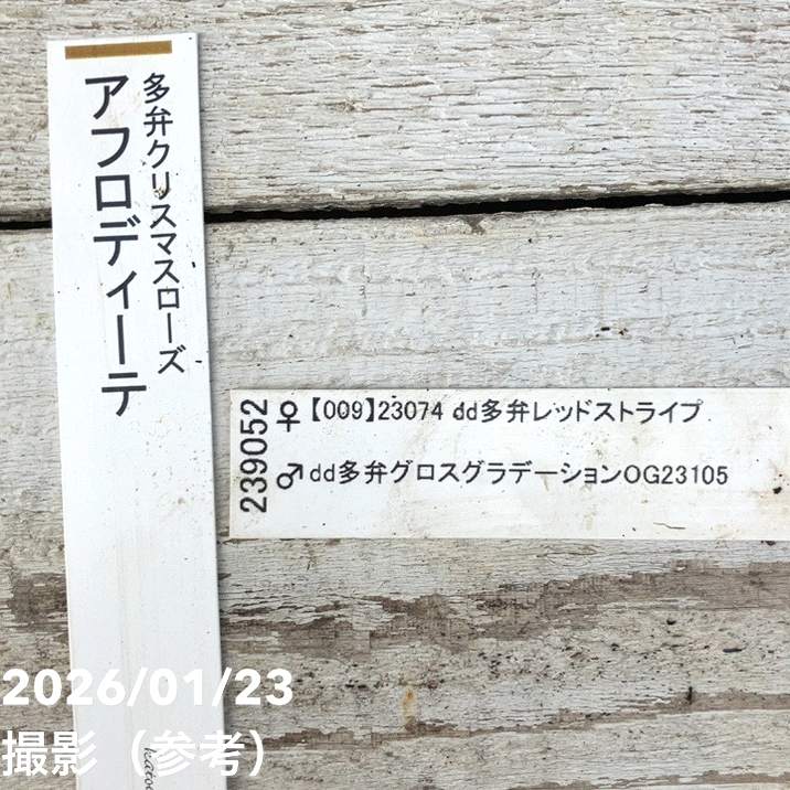 お買い得一点物咲き進み株】加藤農園 クリスマスローズ アフロディーテ