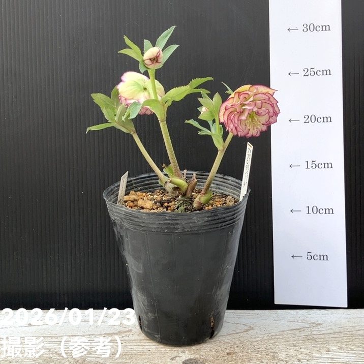 一点物】加藤農園 クリスマスローズ アフロディーテ 4.5号（KT38