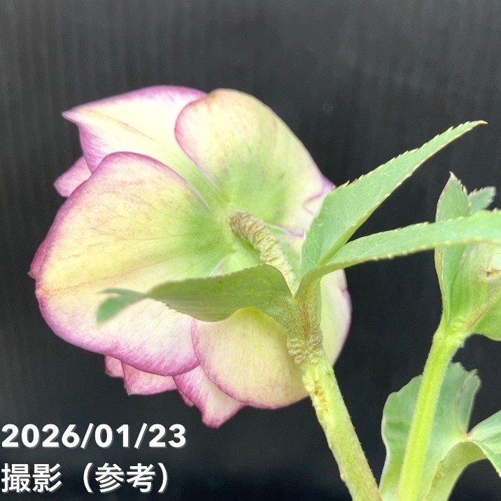 お買い得一点物咲き進み株】加藤農園 クリスマスローズ アフロディーテ