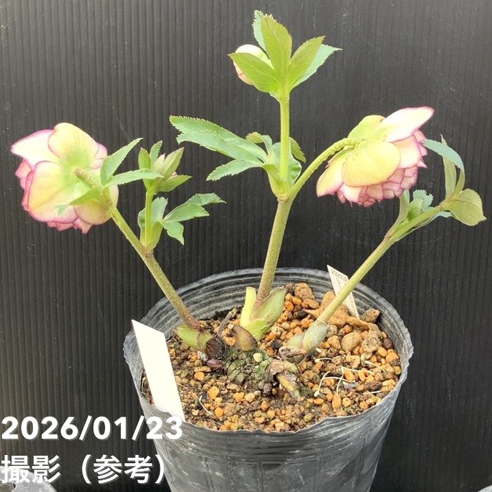 お買い得一点物咲き進み株】加藤農園 クリスマスローズ アフロディーテ