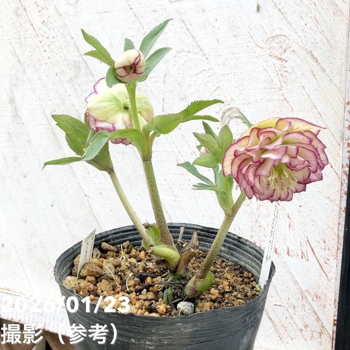 お買い得一点物咲き進み株】加藤農園 クリスマスローズ アフロディーテ