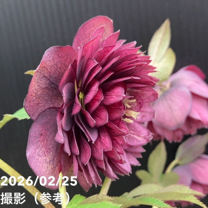 お買い得一点物咲き進み株】広瀬園芸 クリスマスローズ 4.5号（HR43