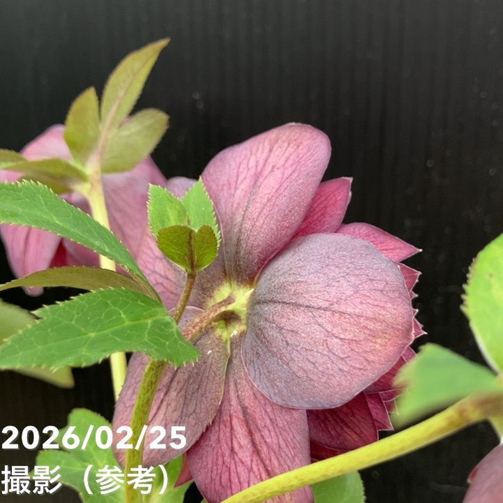 お買い得一点物咲き進み株】広瀬園芸 クリスマスローズ 4.5号（HR43