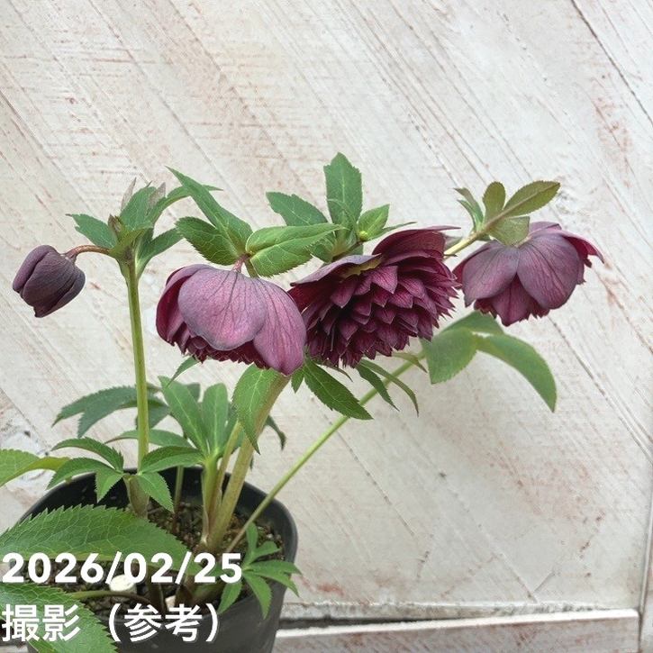 お買い得一点物咲き進み株】広瀬園芸 クリスマスローズ 4.5号（HR43