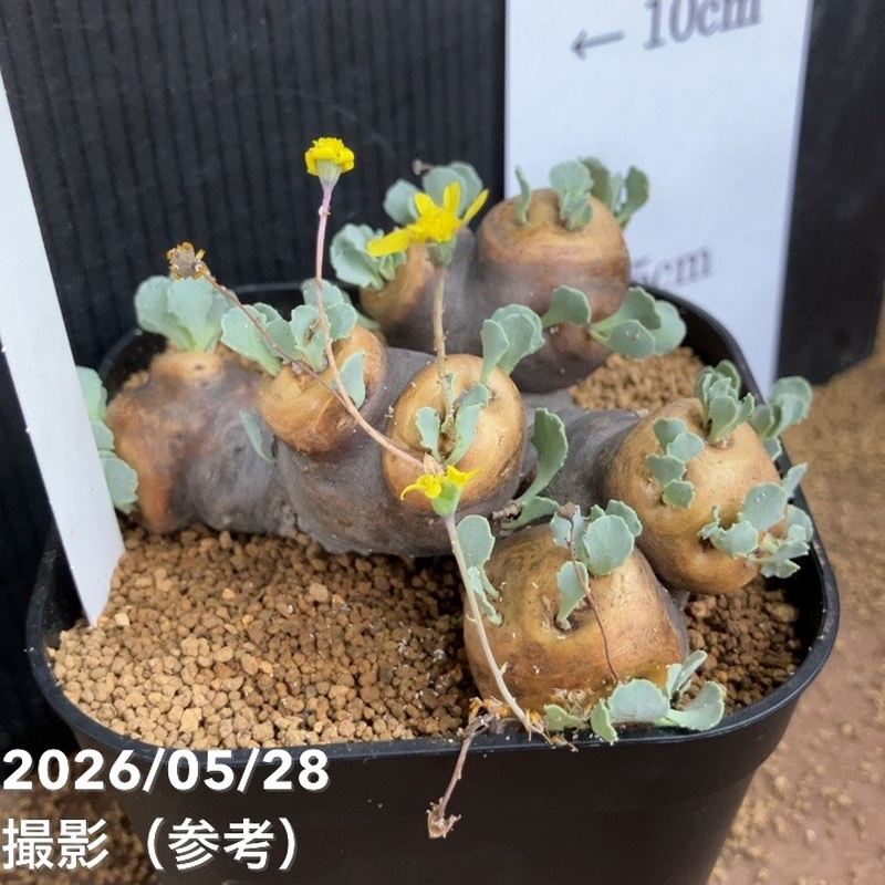 オトンナ カカリオイデス 4号｜観葉04-PA | 観葉・多肉 | 赤塚植物園