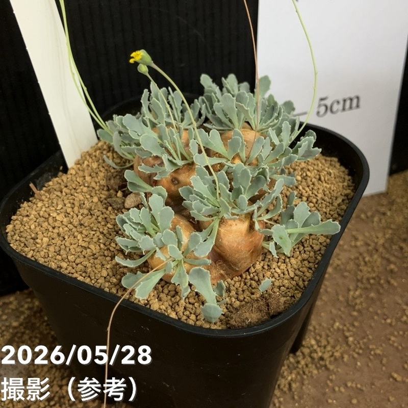 オトンナ カカリオイデス 4号｜観葉04-PA | 観葉・多肉 | 赤塚植物園