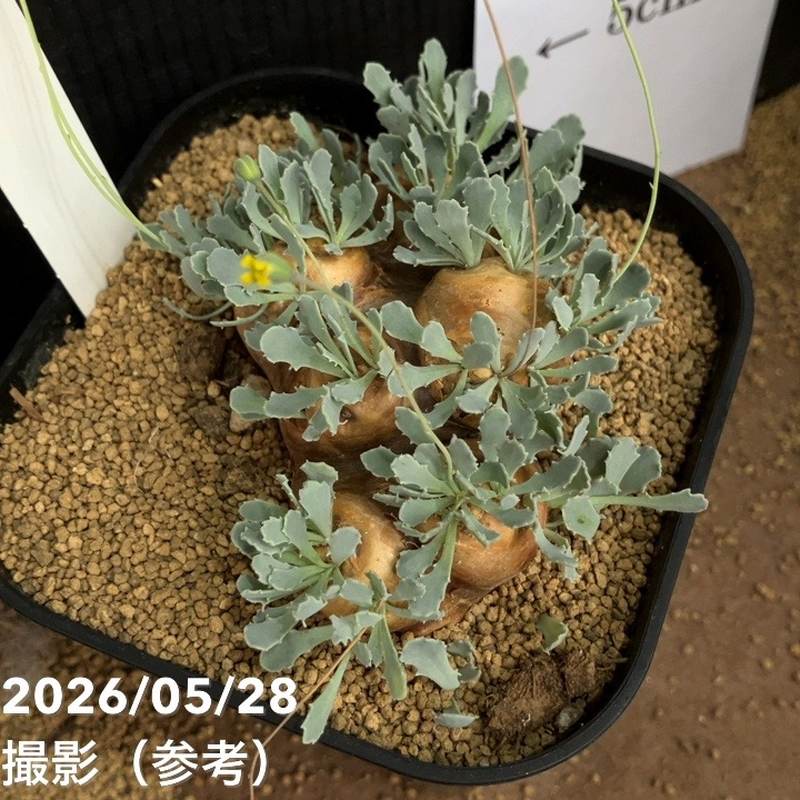 オトンナ カカリオイデス 4号｜観葉04-PA | 観葉・多肉 | 赤塚植物園