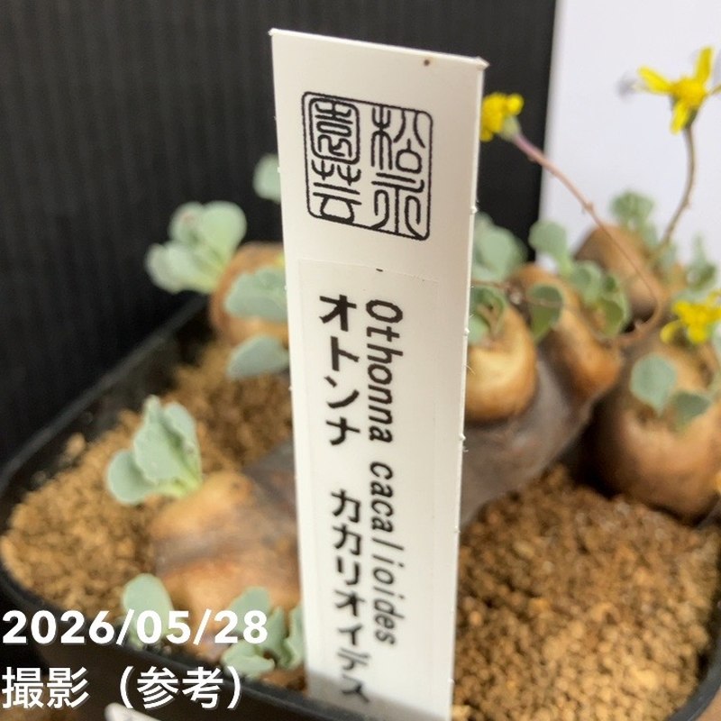 オトンナ カカリオイデス 4号｜観葉04-PA | 観葉・多肉 | 赤塚植物園