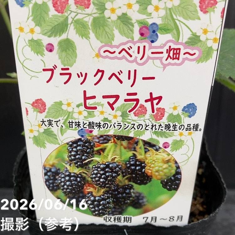 65周年記念セール】ブラックベリー ヒマラヤ 4号｜果樹10-TU | 果樹