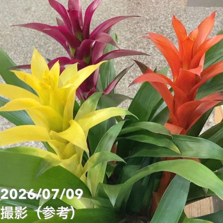 決算P5倍！8/2まで】グズマニア 3色寄せ植え 7号｜鉢花04-PA | 観葉