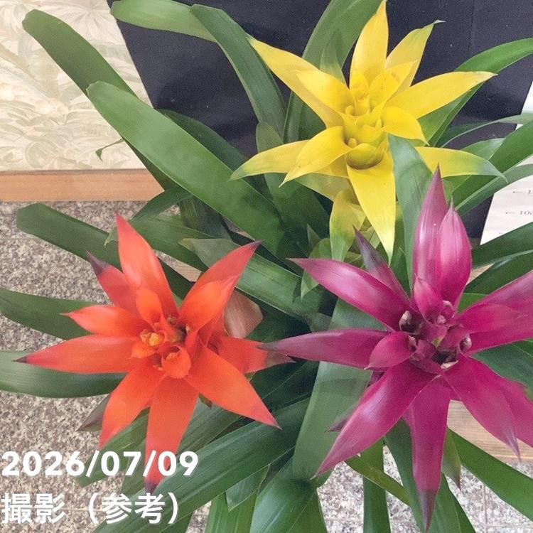決算P5倍！8/2まで】グズマニア 3色寄せ植え 7号｜鉢花04-PA | 観葉