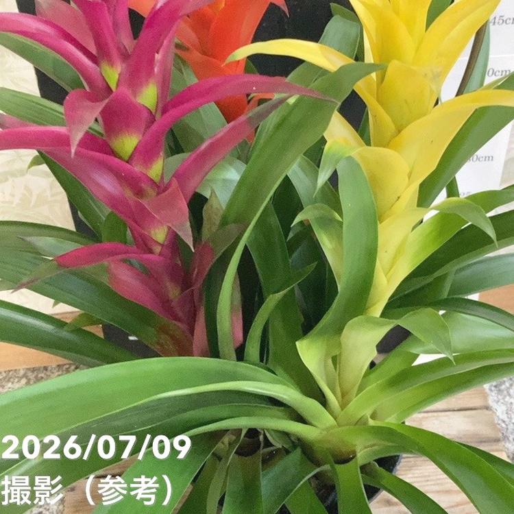 決算P5倍！8/2まで】グズマニア 3色寄せ植え 7号｜鉢花04-PA | 観葉