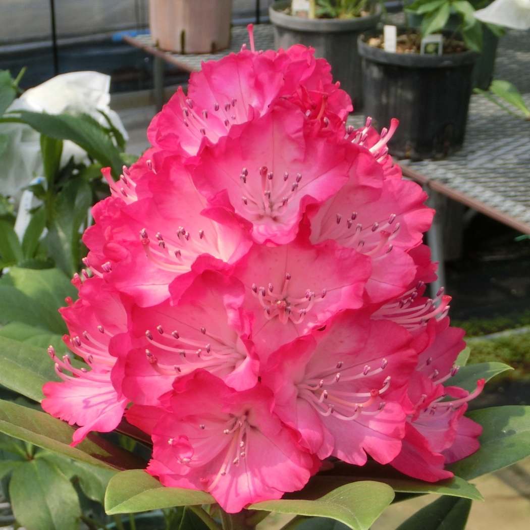 NEW！】シャクナゲ スーパーローディー 5号 ラズベリーサンデー｜花木