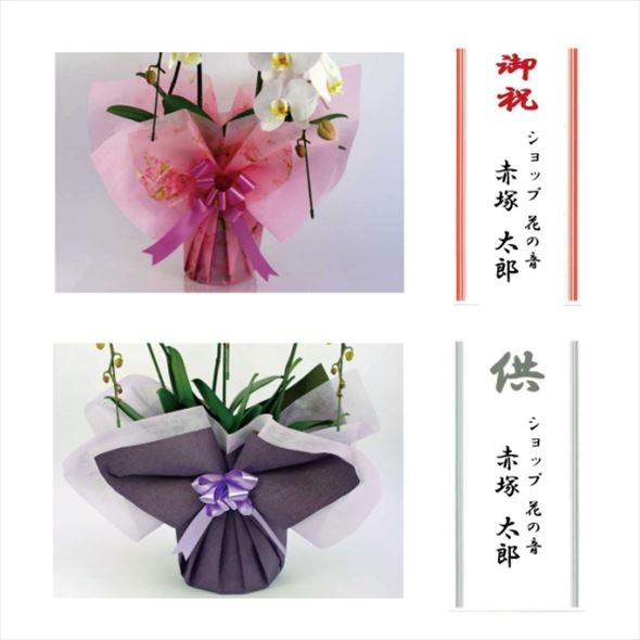 北海道お届け限定！大輪系 コチョウラン白 30輪タイプ ※送料込｜洋蘭10