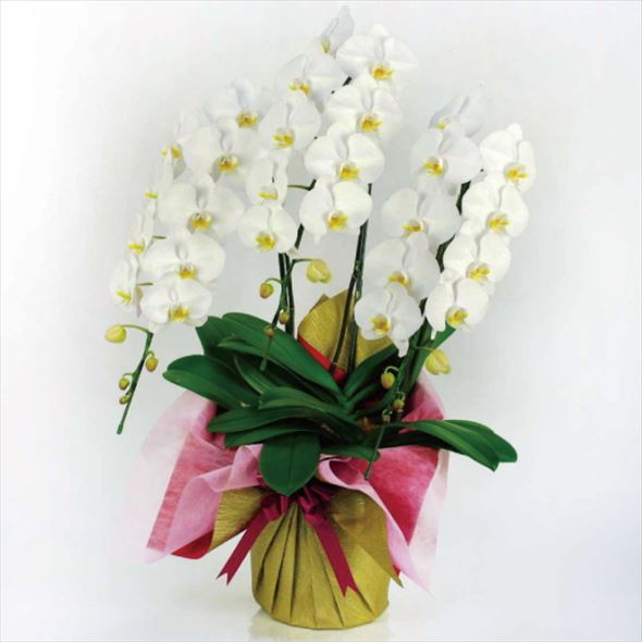 北海道お届け限定！大輪系 コチョウラン白 33輪タイプ ※送料込｜洋蘭10